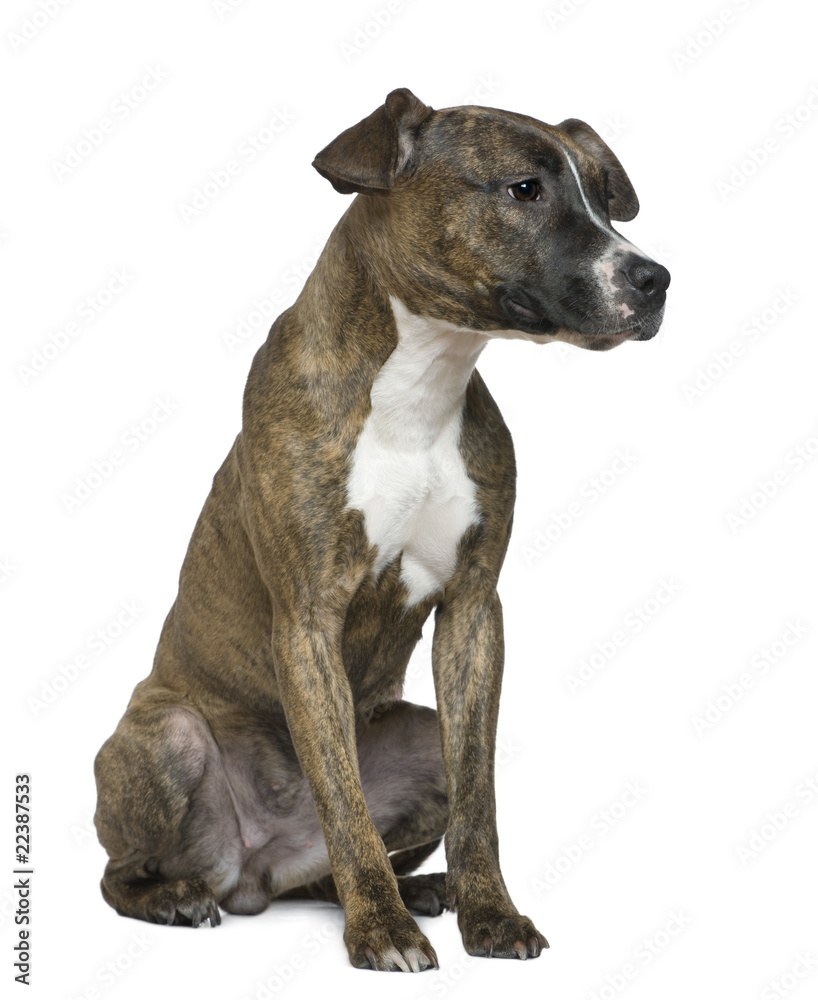 American Staffordshire Terrier, 9 months old American Staffordshire Terrier, 9 months old