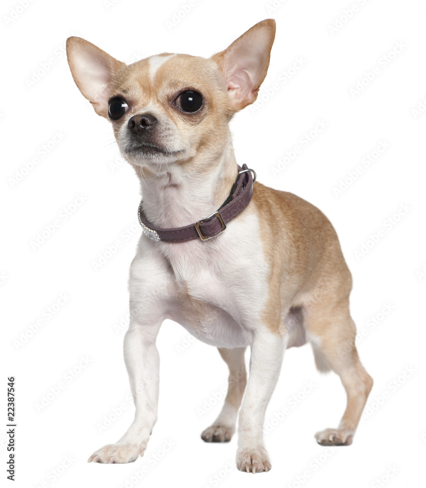 Chihuahua, 2 years old, standing in front of white background