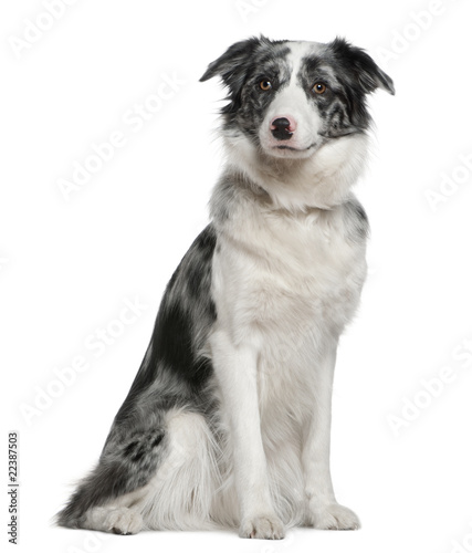 Border Collie, 11 months old