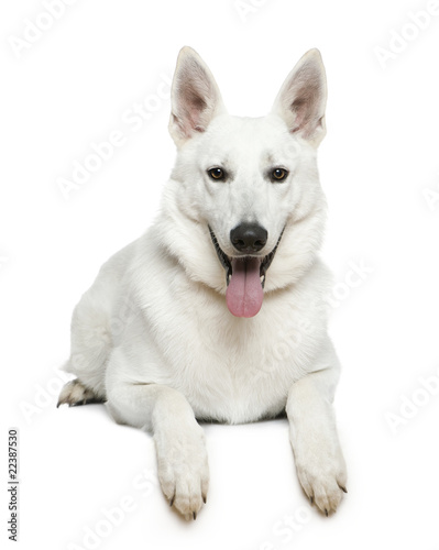 Swiss Shepherd dog, 1 year old © Eric Isselée