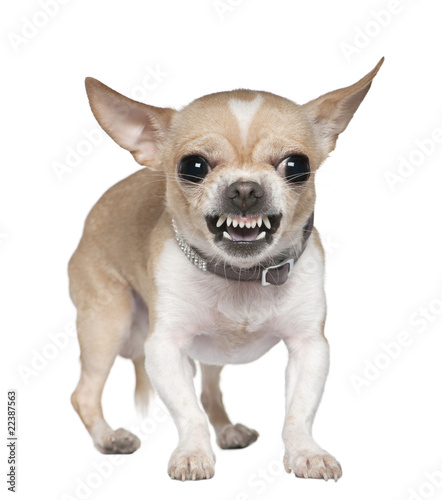 Fotografie Angry Chihuahua growling, 2 years old