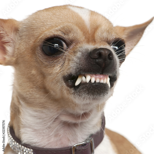 Konstfotografi Close-up of angry Chihuahua growling, 2 years old