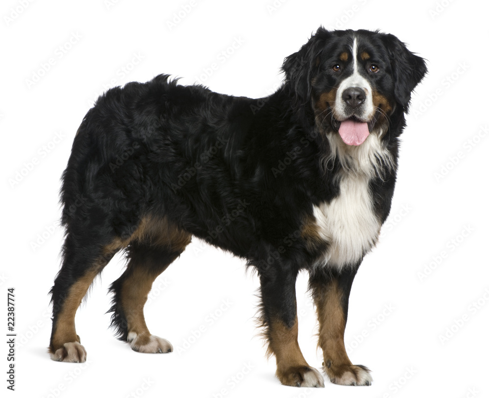 Bernese mountain dog, 2 and a half years old