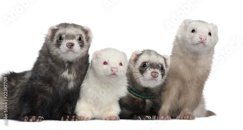 Group of four ferrets, 5 years, 6 years, 3 years, 1 years old photo