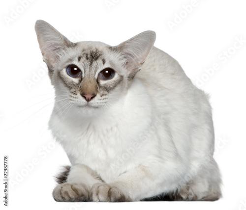 Balinese cat, 2 years old, in front of white background