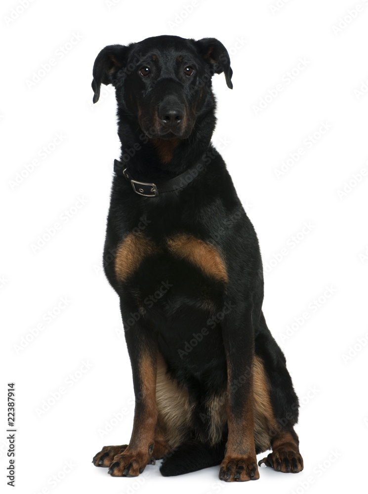 Beauceron dog, 3 and a half years old Beauceron dog, 3 and a half years old