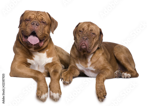 Two Dogue de Bordeaux dogs  4 and a half years old and 11 month