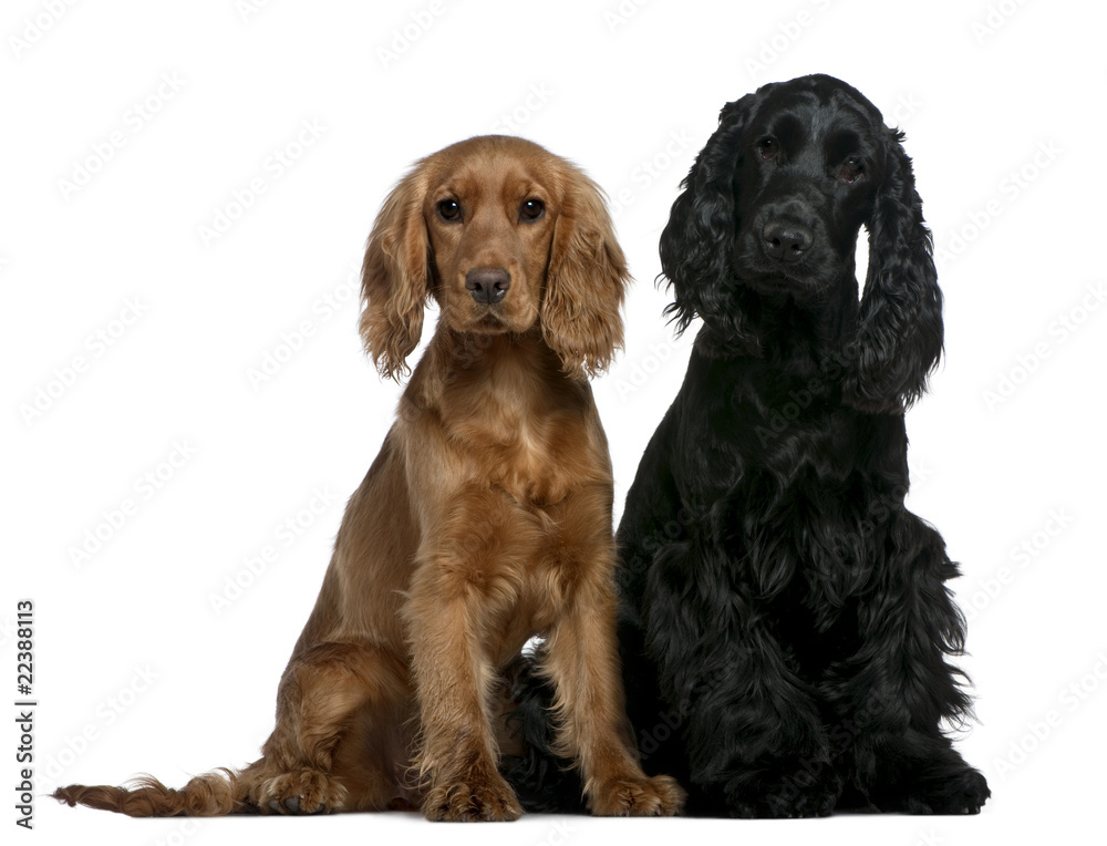 Cocker spaniel 6 months old sales