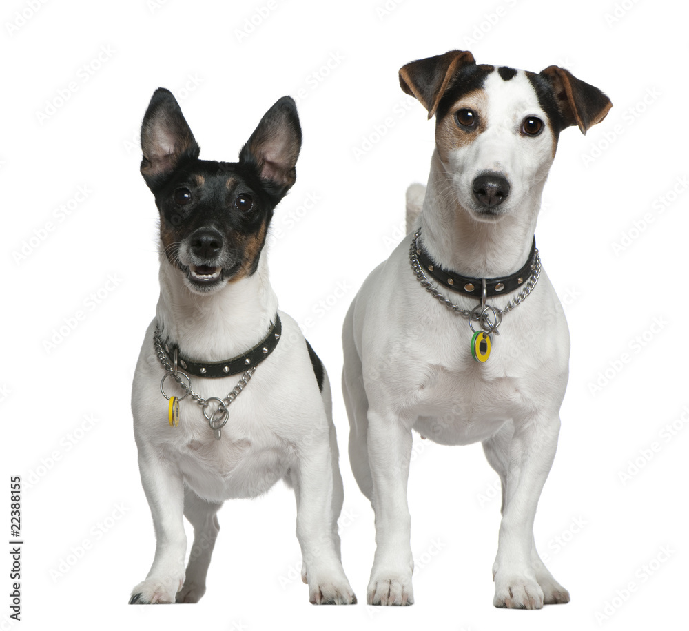Two Jack Russell Terriers, 3 years old and 4 years old