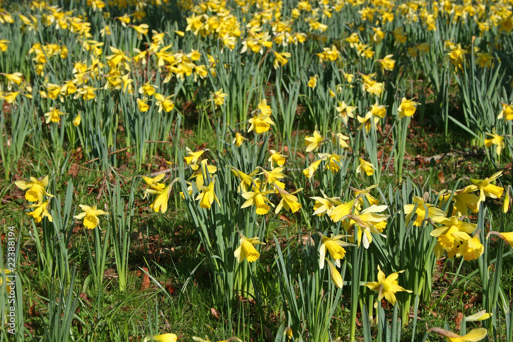 bank of daffodils bank of daffodils