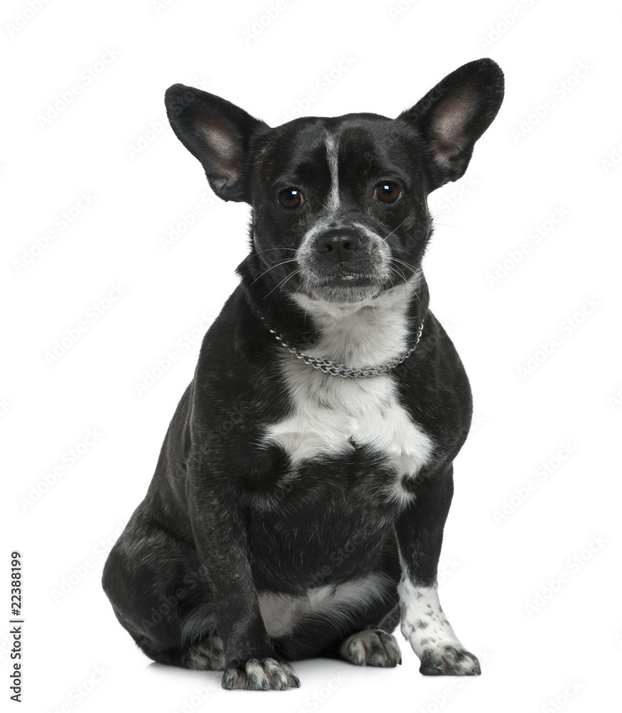 Mixed bulldog, 3 years old, sitting in front of white background