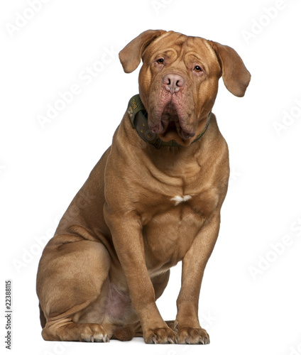 Dogue de Bordeaux, 2 and a half years old