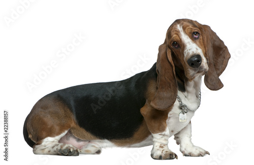 Basset hound, 22 months old