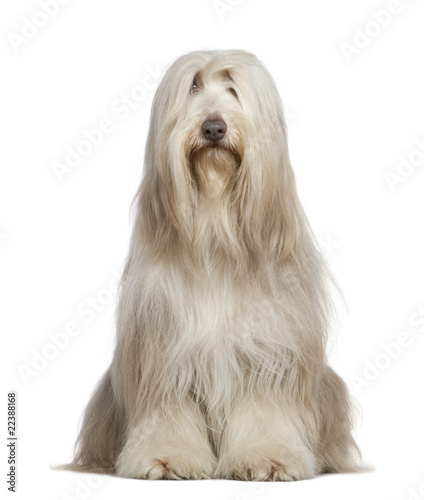 Bearded Collie, 6 years old