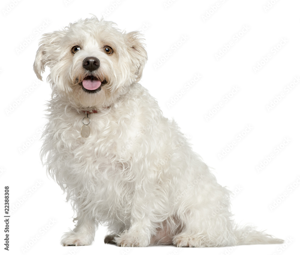 Mixed Maltese dog, 4 years old