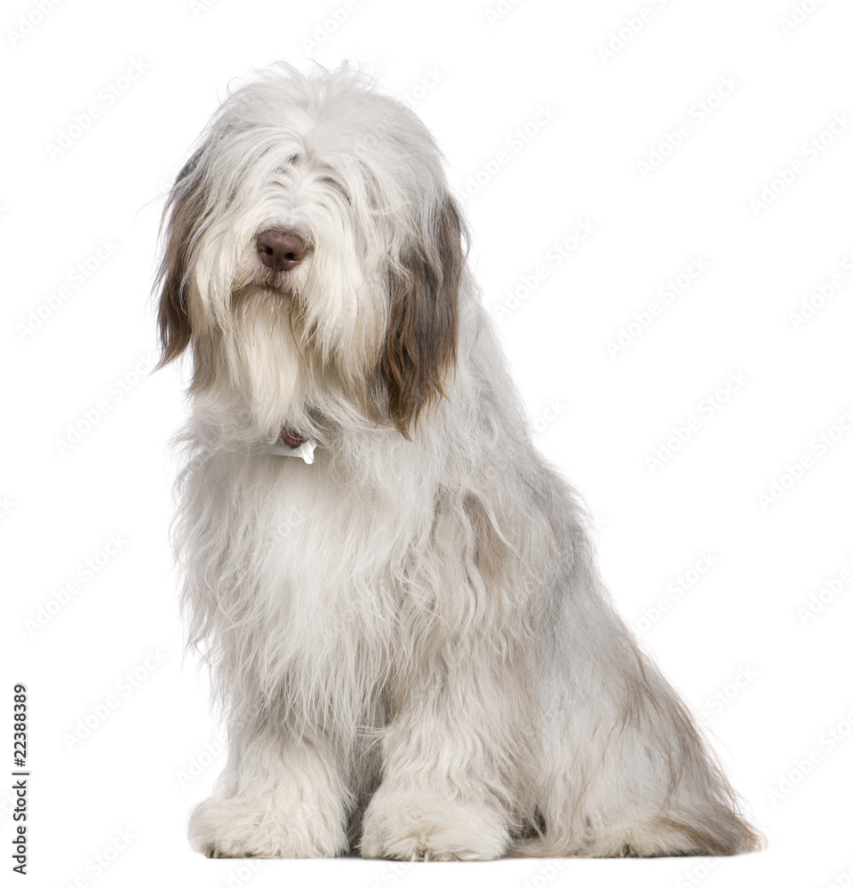 Bearded Collie, 1 year old, sitting in front of white background