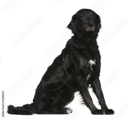 Fototapeta Naklejka Na Ścianę i Meble -  Labrador mixed with a Bernese mountain dog, 6 years old,