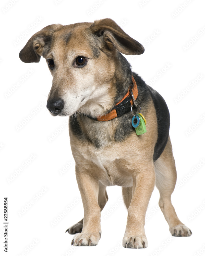 Mixed-breed dog, 7 years old