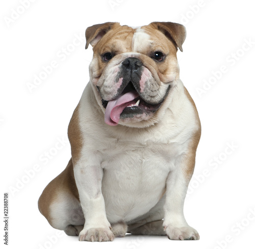 English bulldog, 11 months old photo