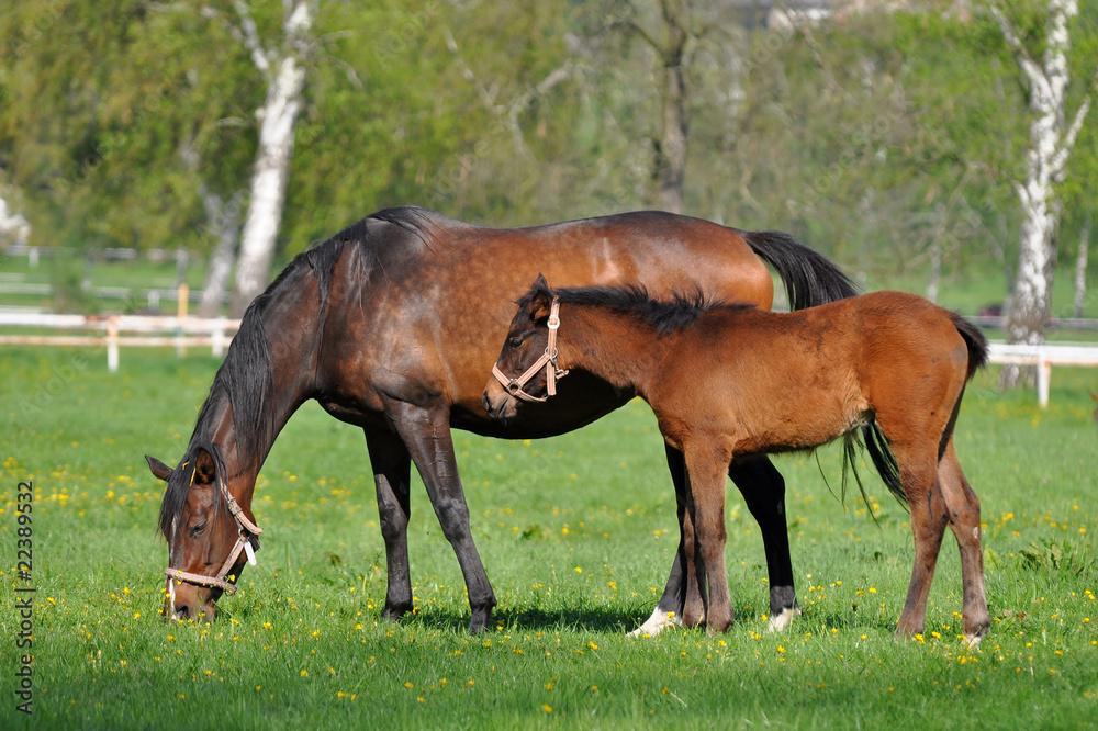 mother's love mother's love