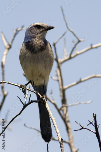 Florida Scrub Jay Sentinel
