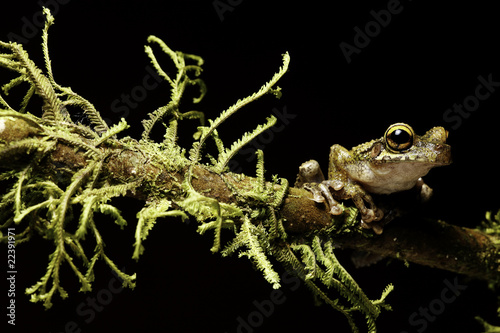 tree frog between moss photo