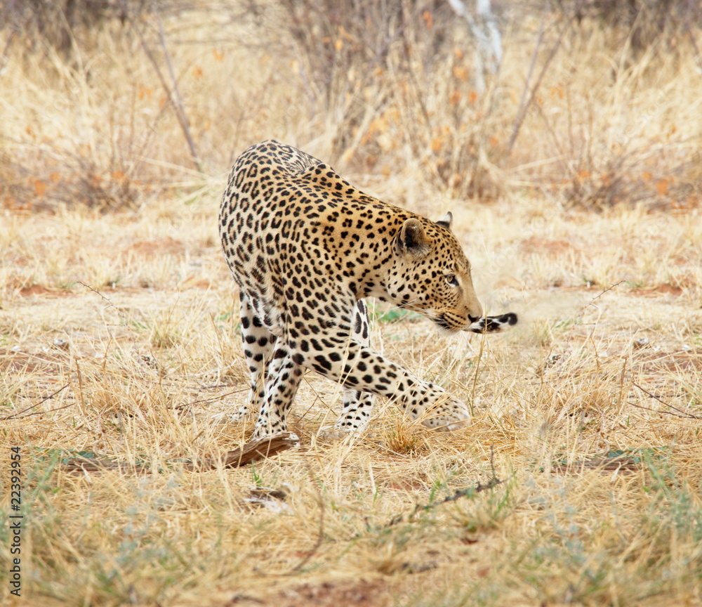 Obraz premium Leopard