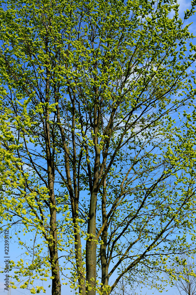 Obraz premium alberi 361