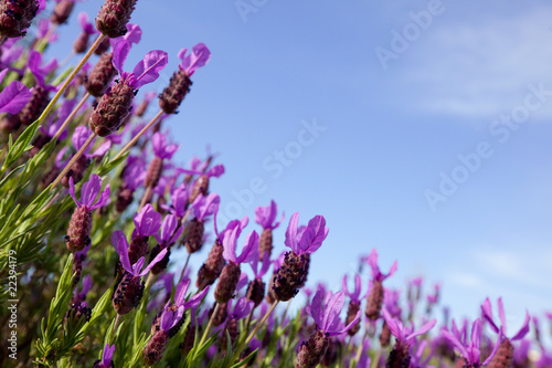 Fototapeta Naklejka Na Ścianę i Meble -  Field of lavender flowers against blue sky