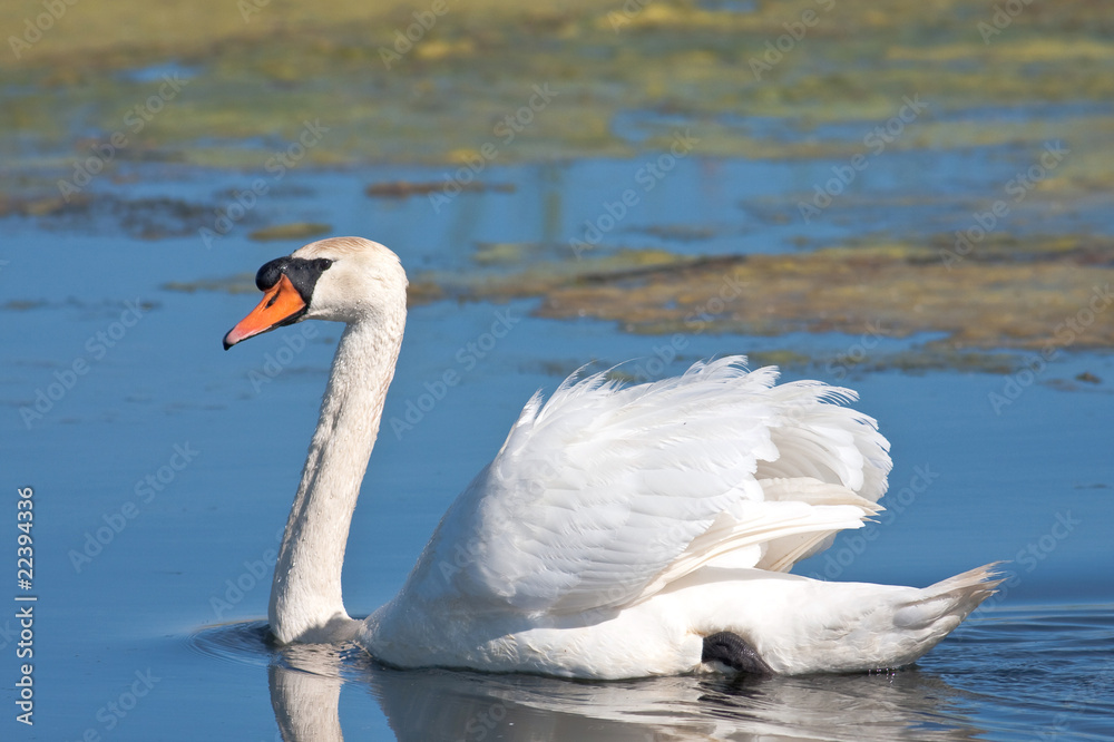 Fototapeta premium Mute Swan (Cygnus olor)