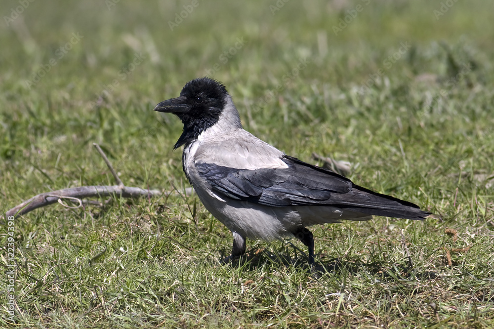 hooded crow ( Corvus corone cornix ) walking on the grass hooded crow ( Corvus corone cornix ) walking on the grass