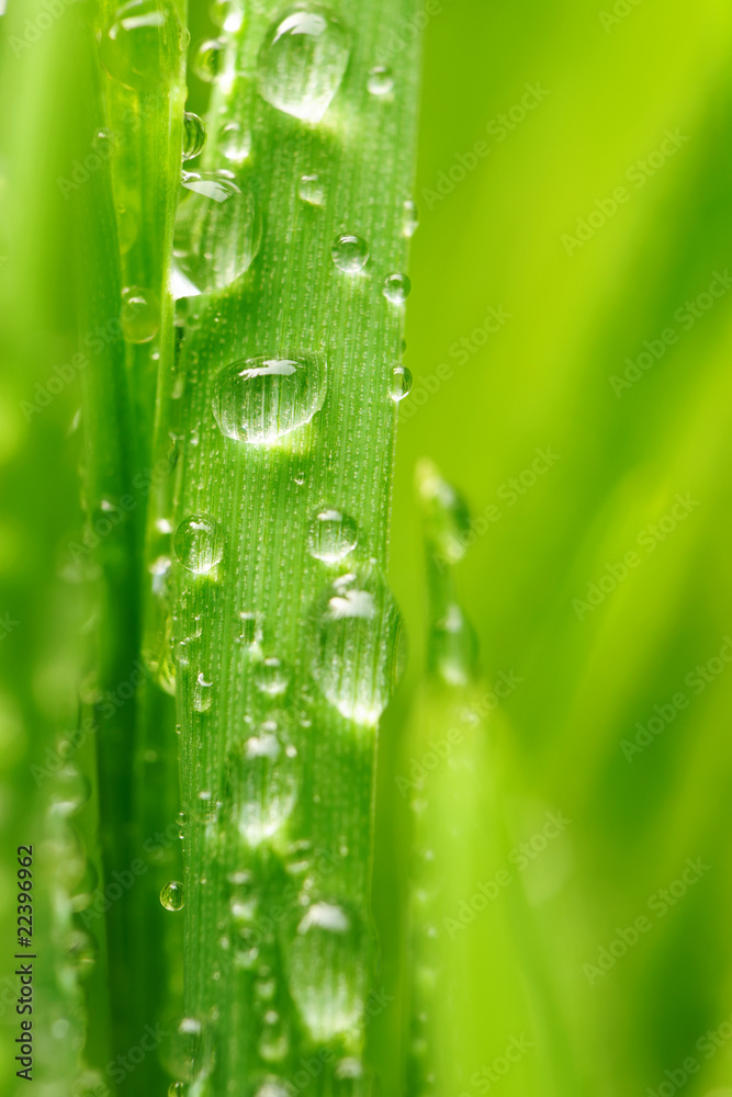 Naklejka premium Water drops on grass