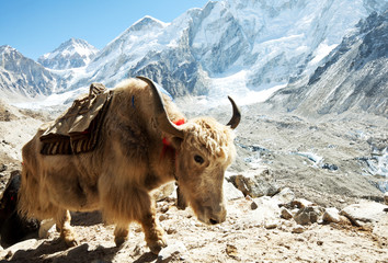 Handdoek met foto Nepal Yak in Himalaya bergen Nepal  © Galyna Andrushko