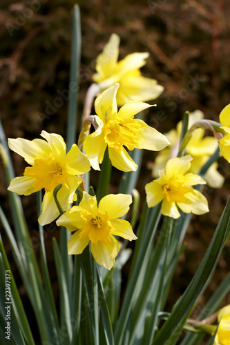 Flower Hyacinth