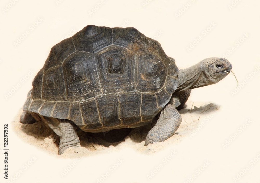 Obraz premium Tortue des Seychelles