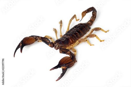 Insekt - Skorpion freigestellt