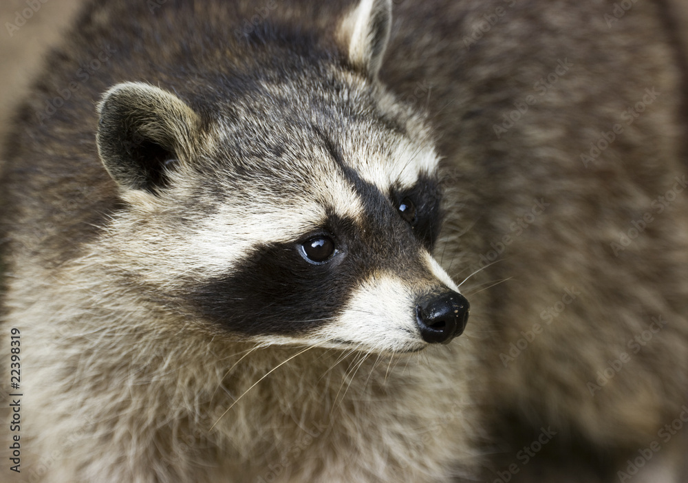 Close-up  view of a Raccoon face.