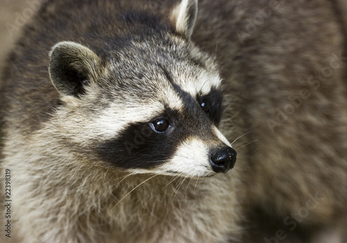 Close-up view of a Raccoon face.