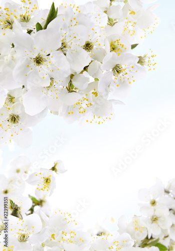 Fototapeta Naklejka Na Ścianę i Meble -  White flowers