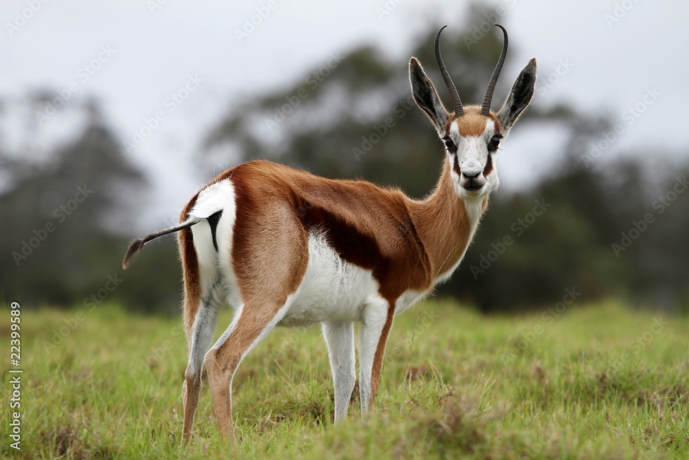 Springbuck Antelope Springbuck Antelope