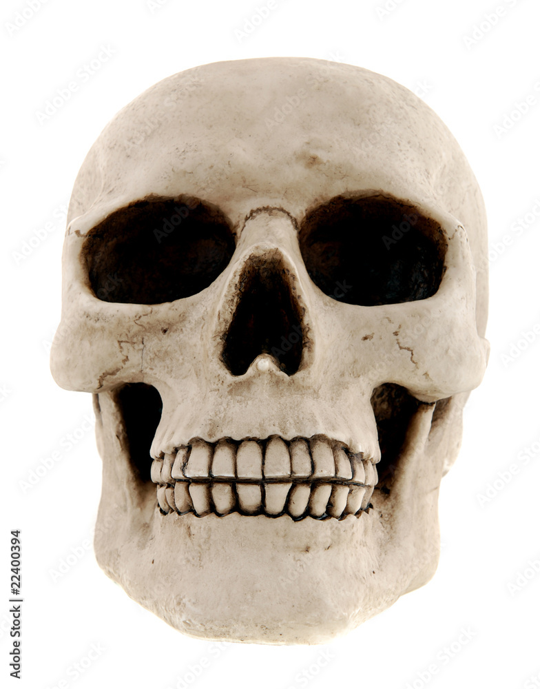 Obraz premium Human kull