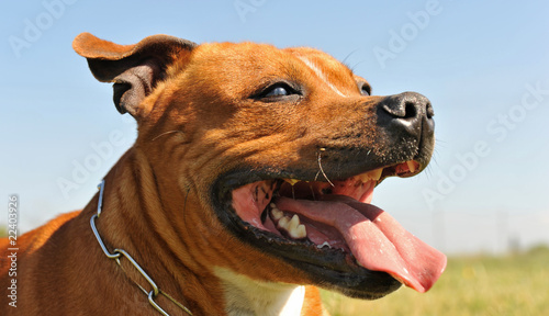 Photo portrait de staffordshire  bull terrier