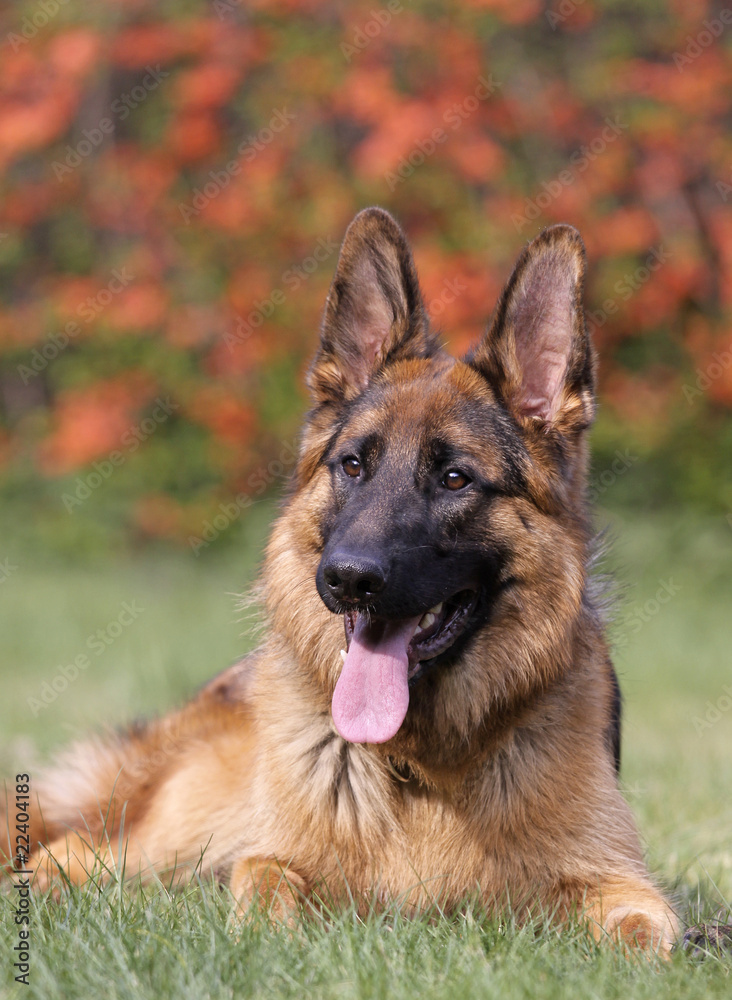Deutscher Schäferhund Deutscher Schäferhund