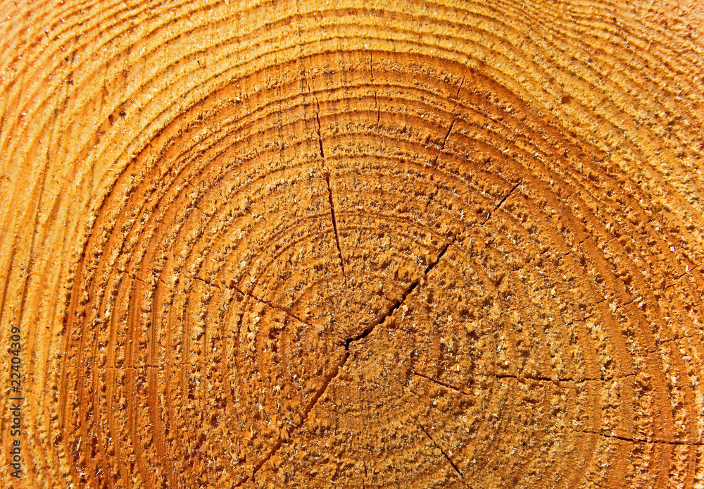 Naklejka premium Baumscheibe
