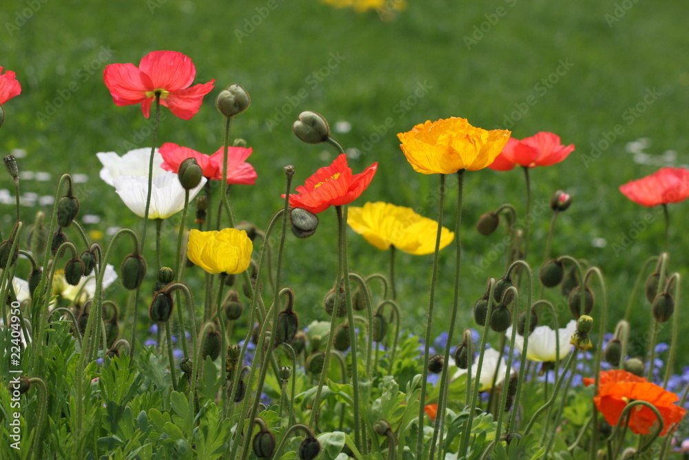 Naklejka premium Blumenwiese