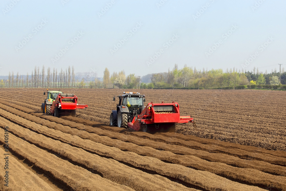 Obraz premium preparing to sow carrots