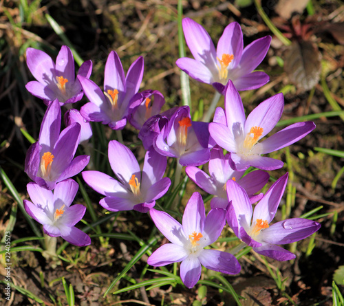 lila crocuses 6