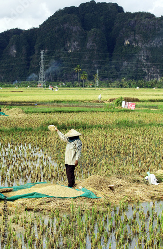 rice field harvest