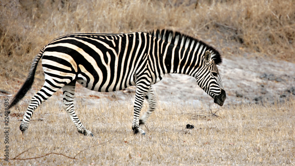 Zebra, Sabi Sands, Kruger National Park Zebra, Sabi Sands, Kruger National Park