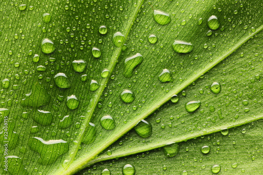Naklejka premium Water drops on leaf